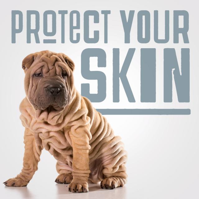 Picture of wrinkly dog and text stating protect your skin
